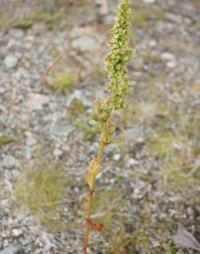 Fotografia 3 da espécie Rumex longifolius no Jardim Botânico UTAD