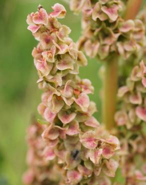 Fotografia 4 da espécie Rumex longifolius no Jardim Botânico UTAD