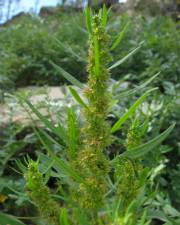 Fotografia da espécie Rumex palustris