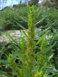 Fotografia da espécie Rumex palustris