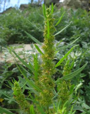 Fotografia 1 da espécie Rumex palustris no Jardim Botânico UTAD