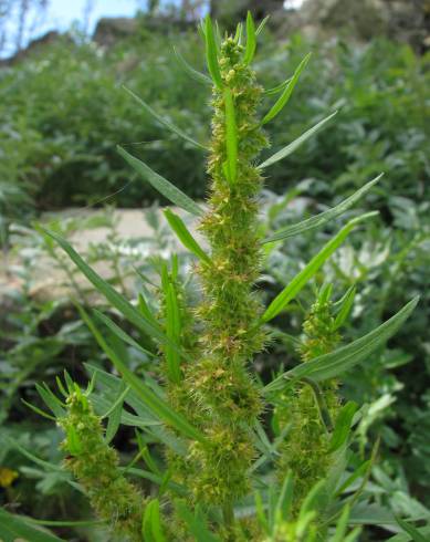 Fotografia de capa Rumex palustris - do Jardim Botânico