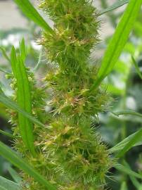 Fotografia da espécie Rumex palustris