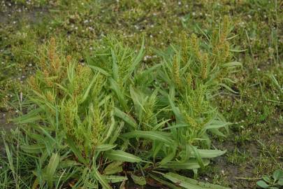 Fotografia da espécie Rumex palustris