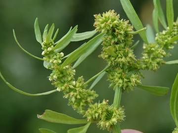 Fotografia da espécie Rumex palustris
