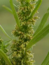 Fotografia da espécie Rumex palustris