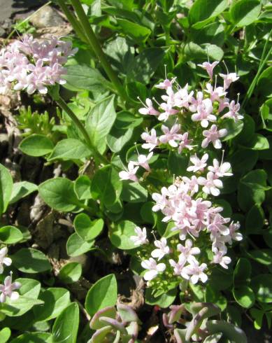 Fotografia de capa Valeriana montana - do Jardim Botânico