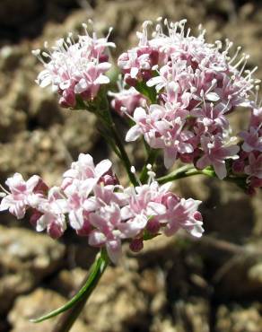 Fotografia 4 da espécie Valeriana montana no Jardim Botânico UTAD