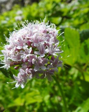 Fotografia 5 da espécie Valeriana montana no Jardim Botânico UTAD