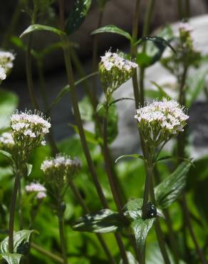 Fotografia 8 da espécie Valeriana montana no Jardim Botânico UTAD