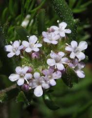 Valerianella discoidea