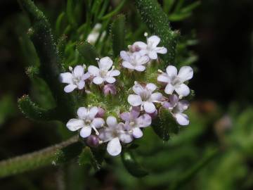 Fotografia da espécie Valerianella discoidea