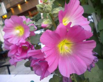 Fotografia da espécie Alcea rosea