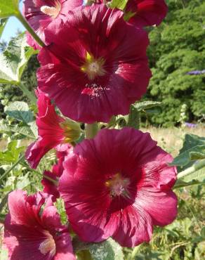 Fotografia 4 da espécie Alcea rosea no Jardim Botânico UTAD