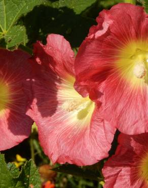 Fotografia 5 da espécie Alcea rosea no Jardim Botânico UTAD