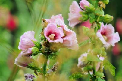 Fotografia da espécie Alcea rosea