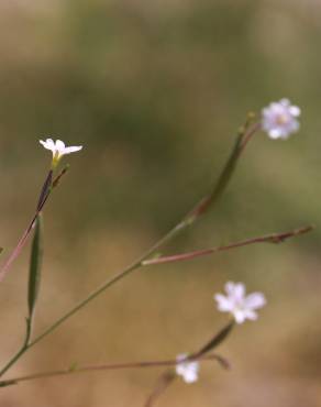 Fotografia 5 da espécie Epilobium brachycarpum no Jardim Botânico UTAD