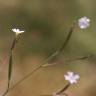 Fotografia 5 da espécie Epilobium brachycarpum do Jardim Botânico UTAD