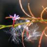 Fotografia 6 da espécie Epilobium brachycarpum do Jardim Botânico UTAD