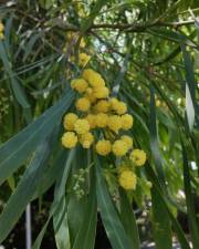 Fotografia da espécie Acacia pycnantha