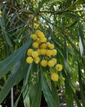Fotografia 1 da espécie Acacia pycnantha no Jardim Botânico UTAD