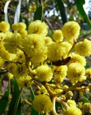 Fotografia 2 da espécie Acacia pycnantha no Jardim Botânico UTAD
