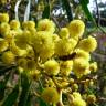 Fotografia 2 da espécie Acacia pycnantha do Jardim Botânico UTAD