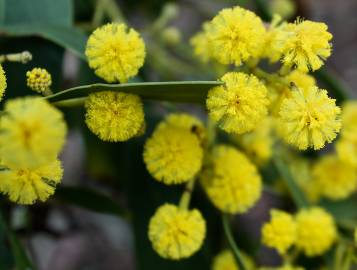 Fotografia da espécie Acacia pycnantha