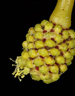 Fotografia 6 da espécie Acacia pycnantha no Jardim Botânico UTAD