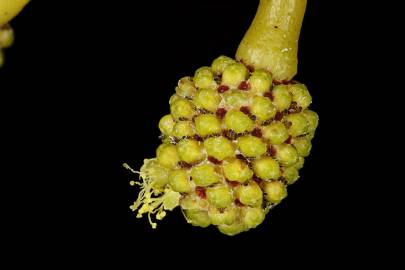 Fotografia da espécie Acacia pycnantha