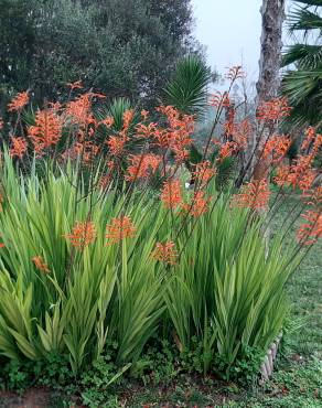 Fotografia 14 da espécie Chasmanthe floribunda no Jardim Botânico UTAD