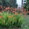 Fotografia 14 da espécie Chasmanthe floribunda do Jardim Botânico UTAD