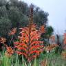 Fotografia 15 da espécie Chasmanthe floribunda do Jardim Botânico UTAD