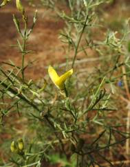 Stauracanthus genistoides