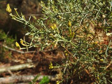 Fotografia da espécie Stauracanthus genistoides