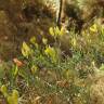 Fotografia 3 da espécie Stauracanthus genistoides do Jardim Botânico UTAD