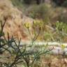 Fotografia 6 da espécie Stauracanthus genistoides do Jardim Botânico UTAD