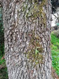 Fotografia da espécie Quercus canariensis