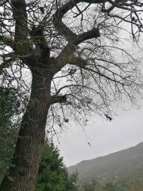 Fotografia da espécie Quercus canariensis