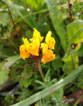 Fotografia 7 da espécie Linaria amethystea subesp. multipunctacta no Jardim Botânico UTAD