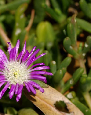 Fotografia de capa Disphyma crassifolium - do Jardim Botânico