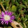 Fotografia 1 da espécie Disphyma crassifolium do Jardim Botânico UTAD