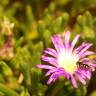 Fotografia 3 da espécie Disphyma crassifolium do Jardim Botânico UTAD