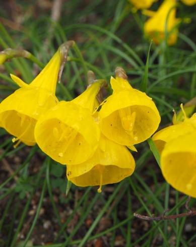 Fotografia de capa Narcissus obesus - do Jardim Botânico