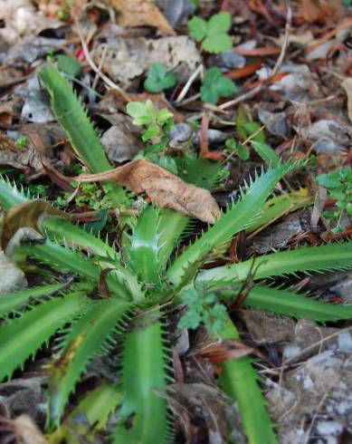 Fotografia de capa Eryngium pandanifolium - do Jardim Botânico