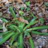 Fotografia 1 da espécie Eryngium pandanifolium do Jardim Botânico UTAD