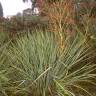 Fotografia 3 da espécie Eryngium pandanifolium do Jardim Botânico UTAD