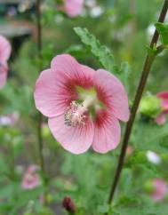 Anisodontea capensis