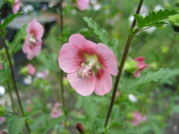 Fotografia da espécie Anisodontea capensis