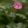 Fotografia 5 da espécie Anisodontea capensis do Jardim Botânico UTAD